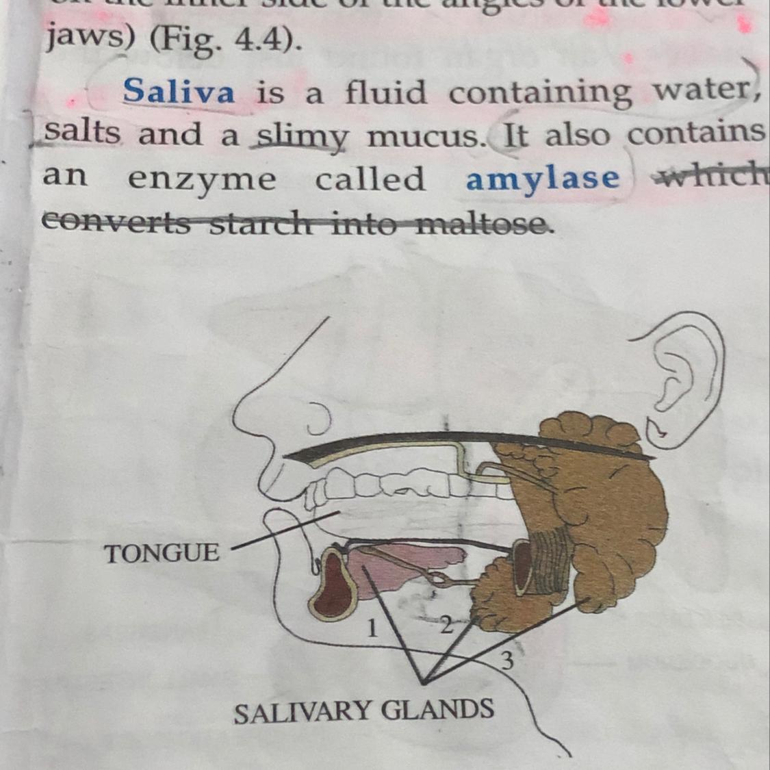 Name the enzymes / secretions of following glands along with their