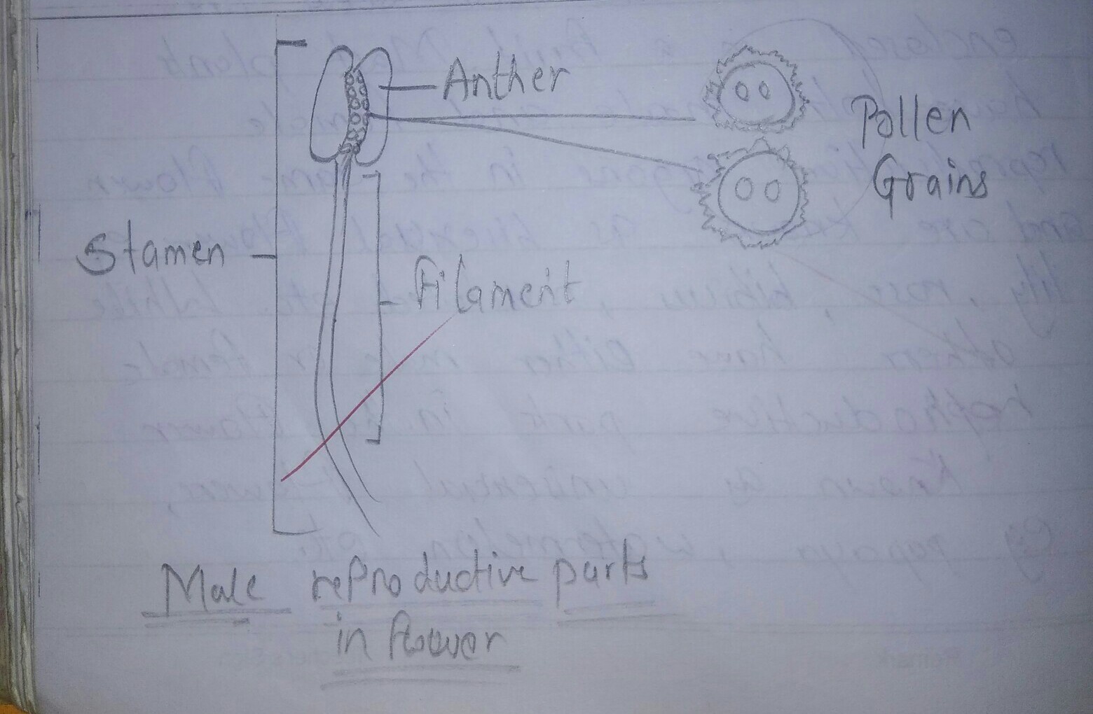 Sketch and label the Pollen grain. Brainly.in