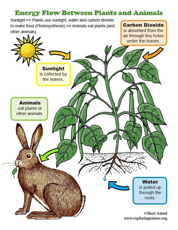 make a flow chart how plants are useful to humans, animals and other plants Brainly.in