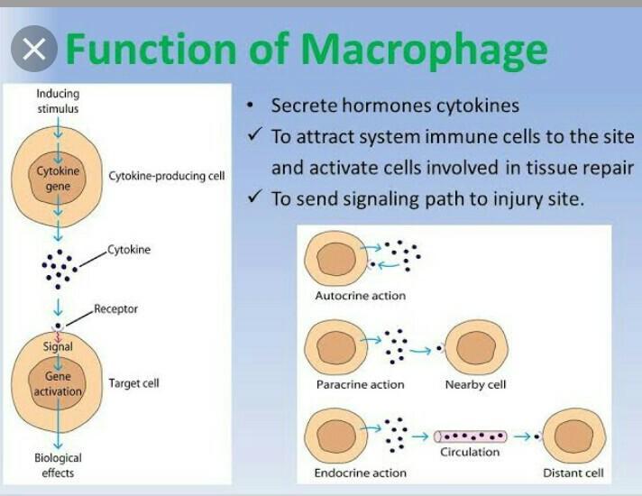 Function of macrophage Brainly.in