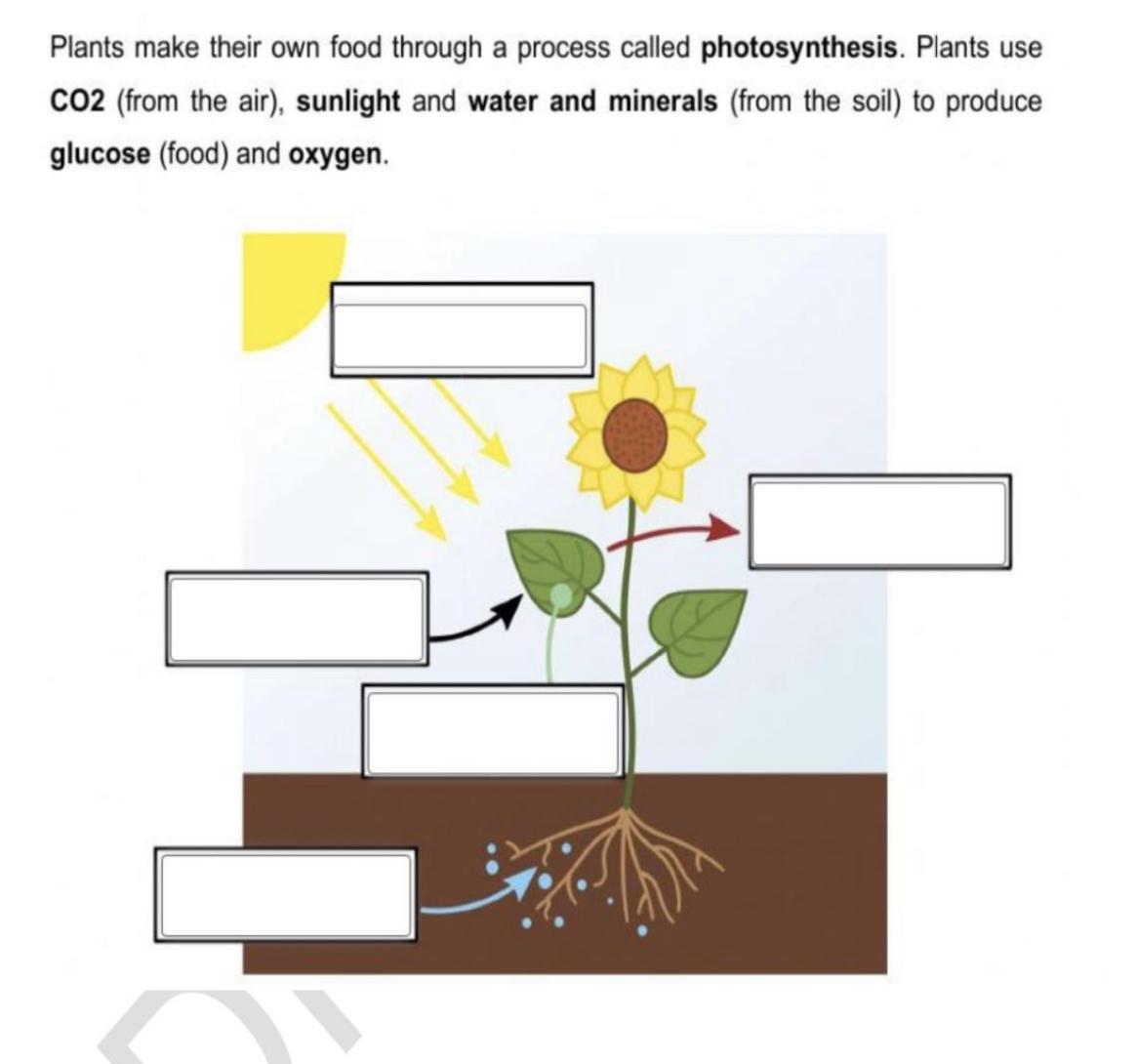 Plants make their own food through a process called photosynthesis