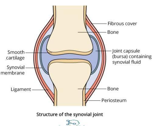 Sketch and label typical synovial joint. Brainly.in