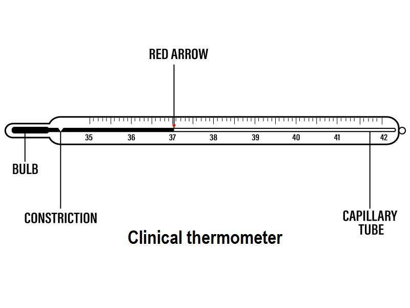 2.2 Label the parts of the clinical thermometer given below and draw to
