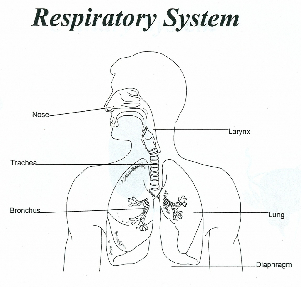 flow chart with diagran about respiratory system Brainly.in