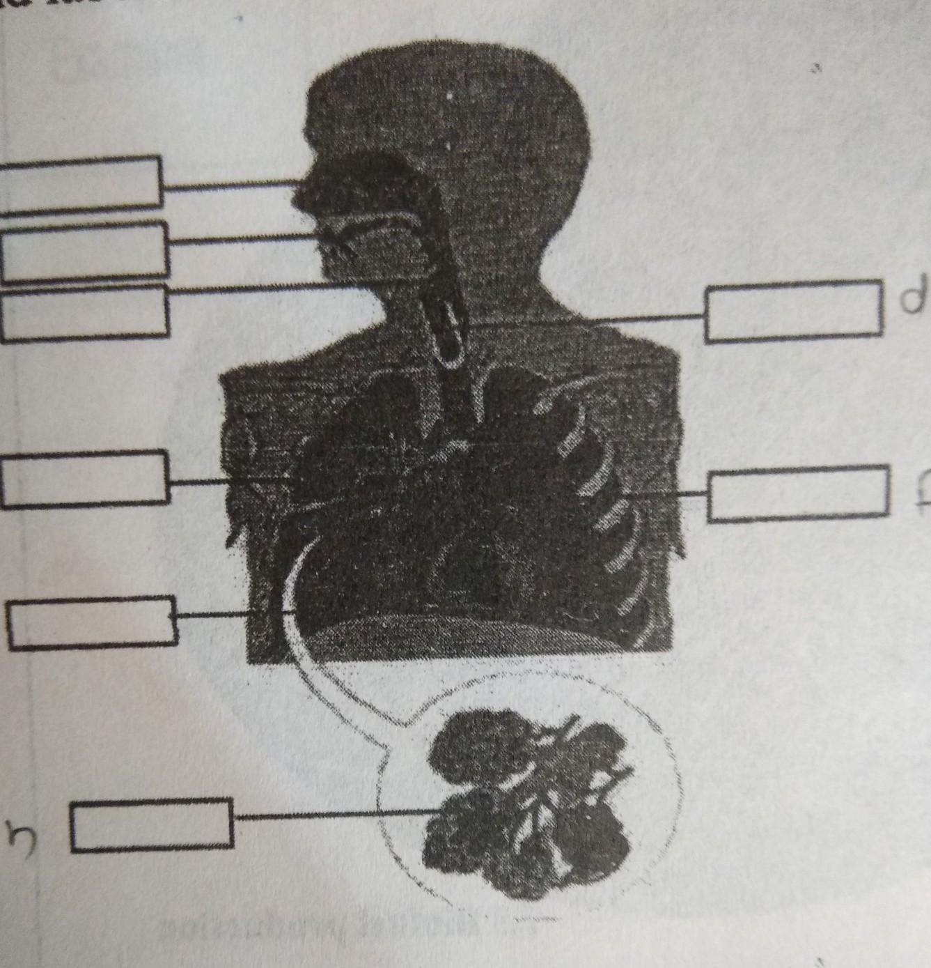 Observe the diagram and label the various parts. - Brainly.in