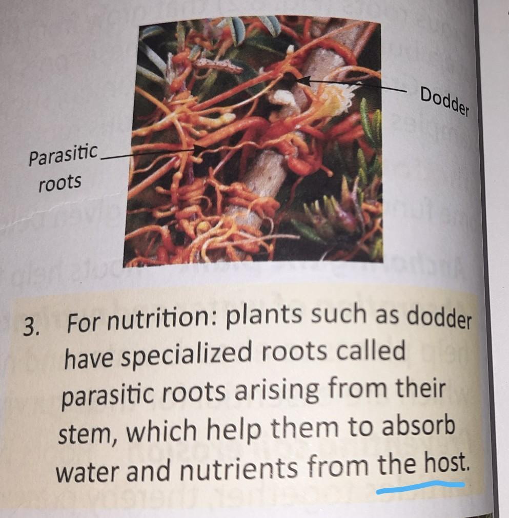What is the meaning of host here? Brainly.in