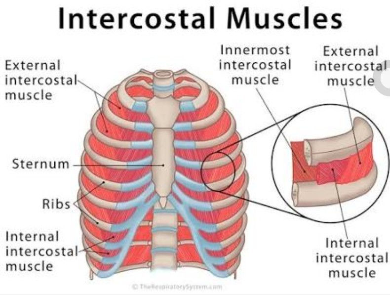 How does intercostal muscles look like? How do they pull