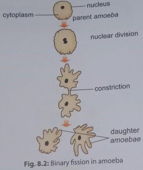 Explain asexual reproduction in hydra and amoeba with the help of