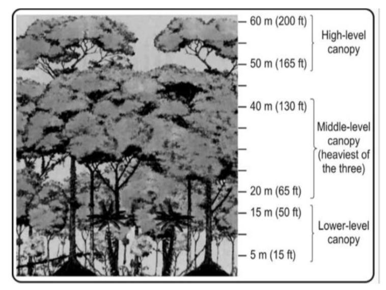 The figure below shows the different levels of a typical, tropical