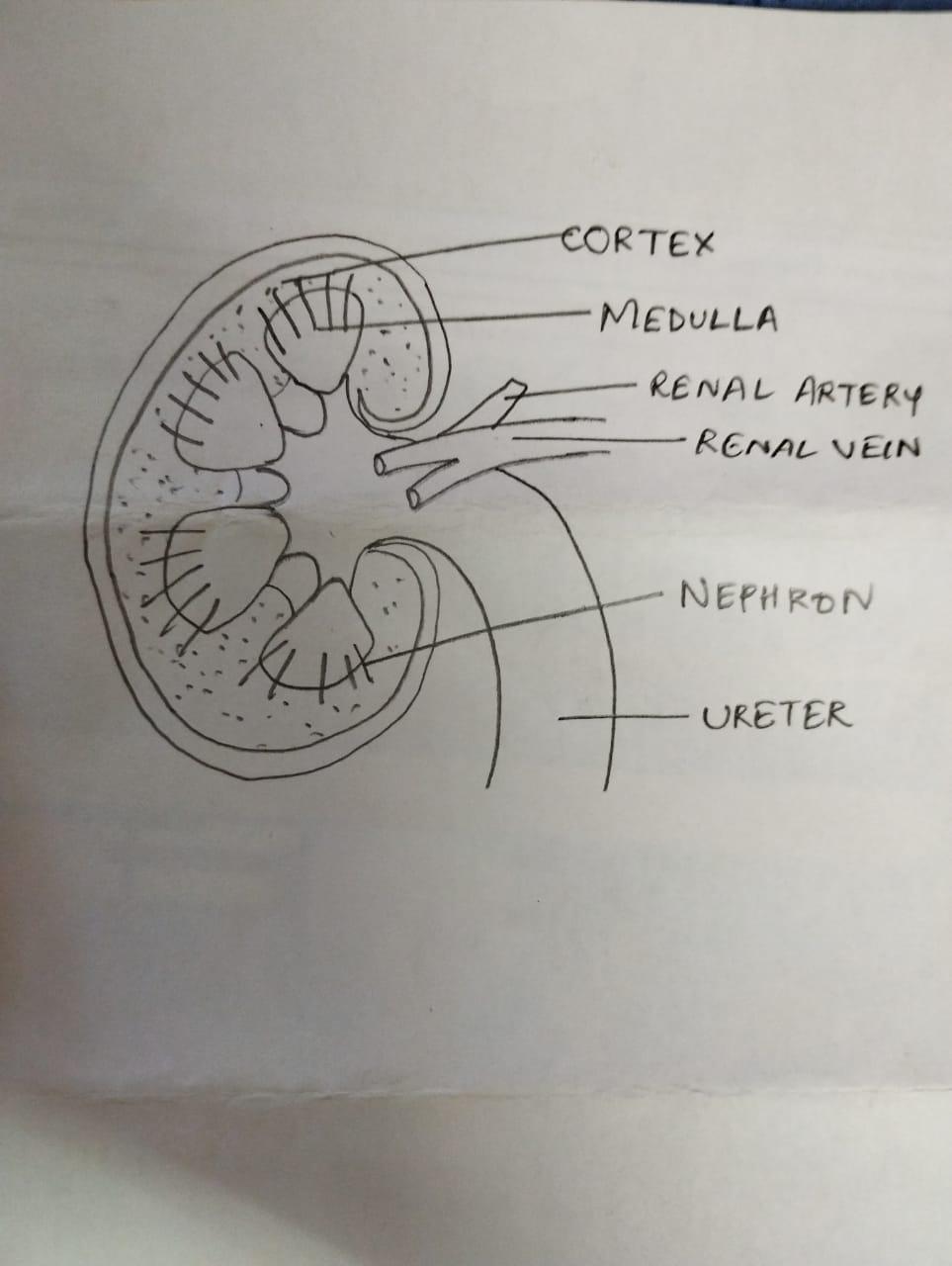 Draw a neat labelled diagram of internal structure kidney ?what is the