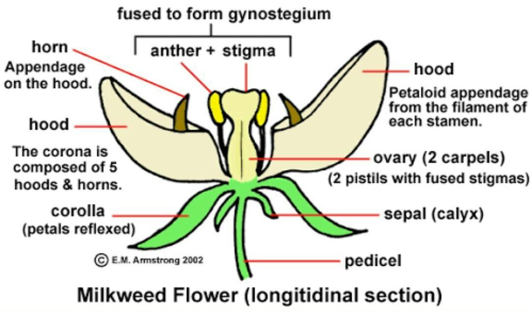 Two Difference Between Unisexual And Bisexual Flower at Elizabeth