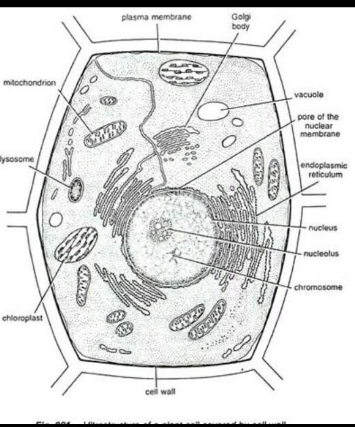 plant cell diagram with labelled parts Brainly.in
