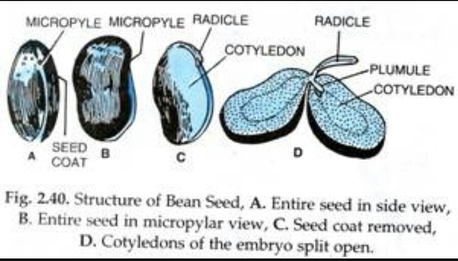 Draw a labelled lateral view of a bean seed and also when the red