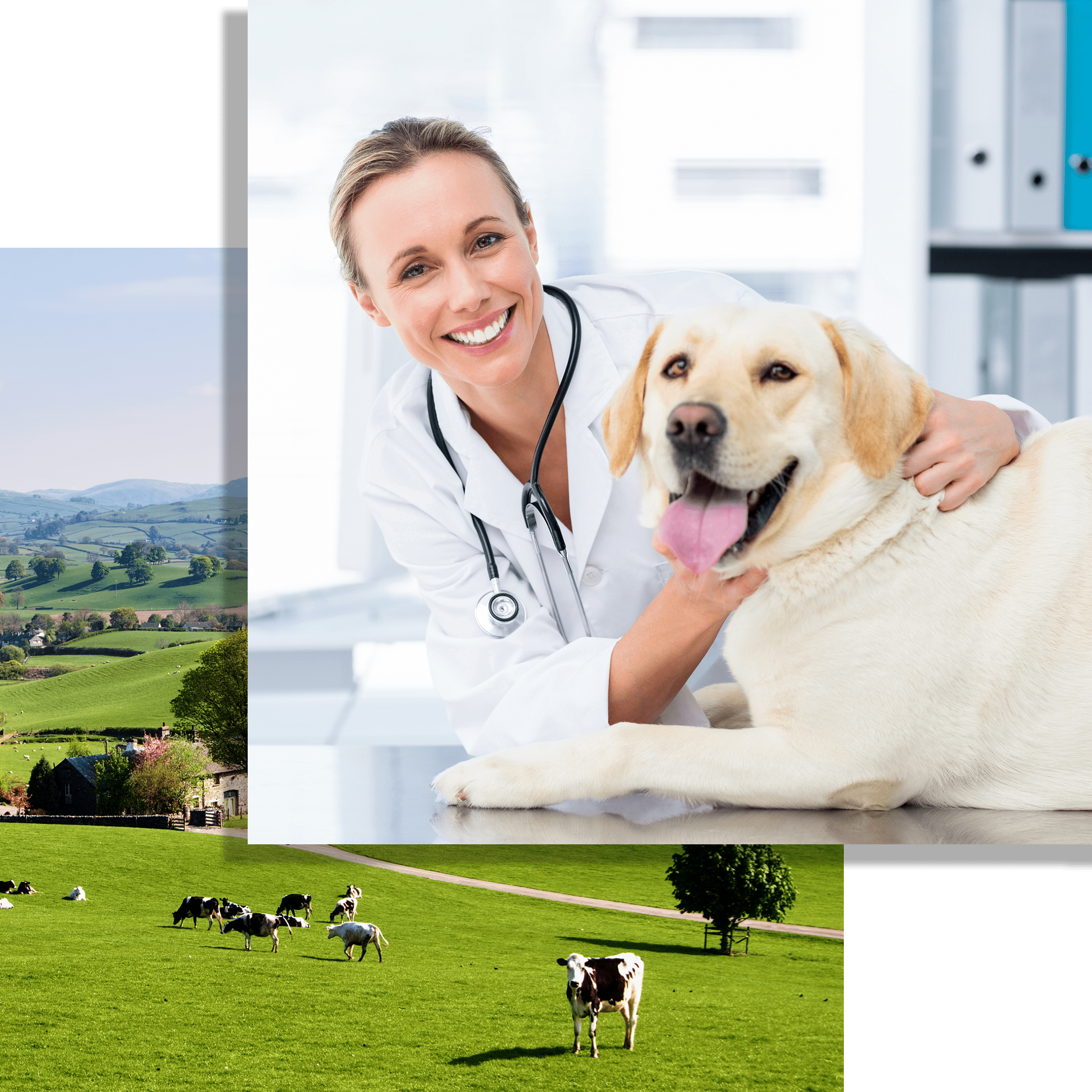 Healthcare Marketing The Hibbert Group