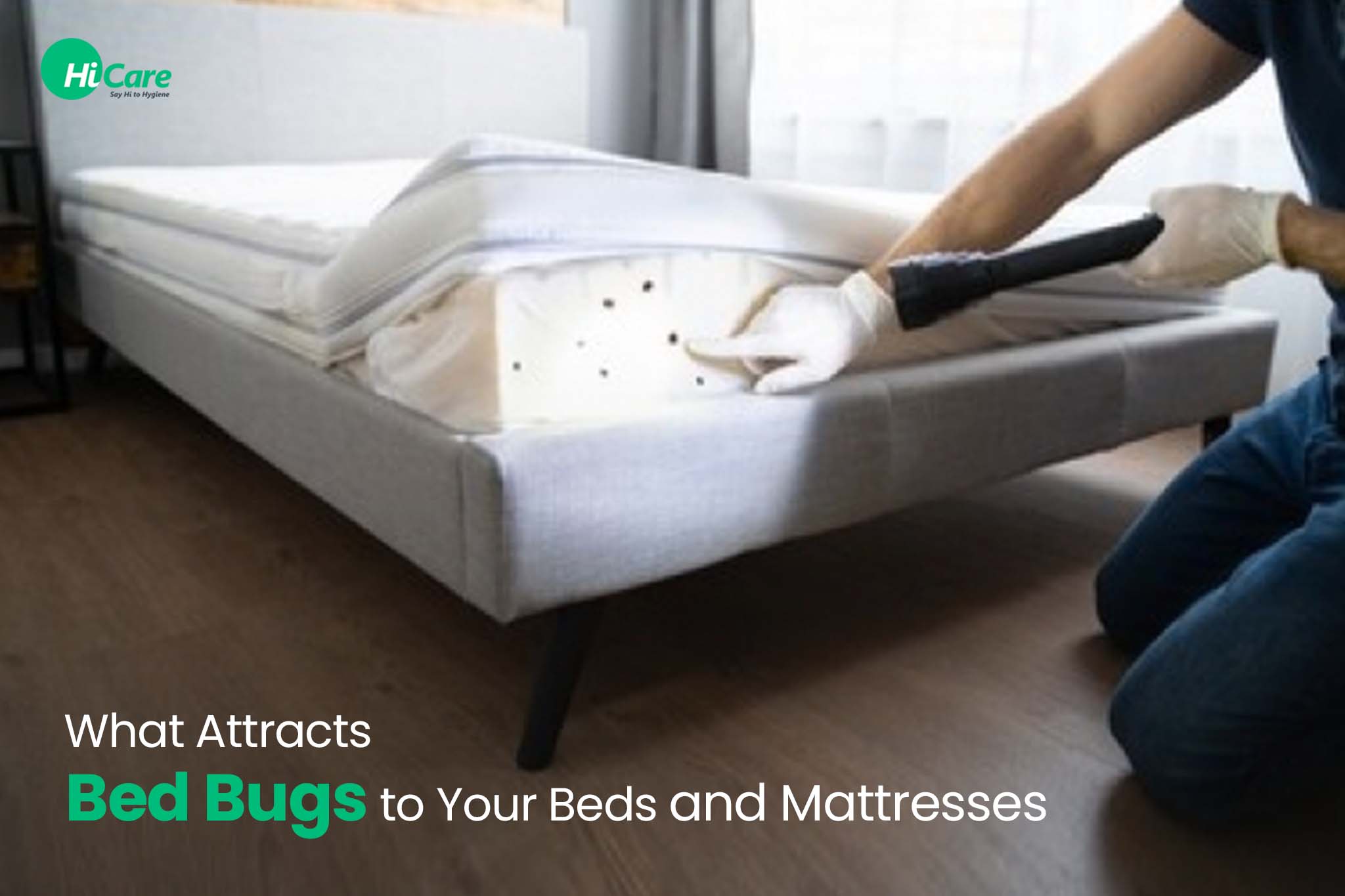 How to Attract Bed Bugs?