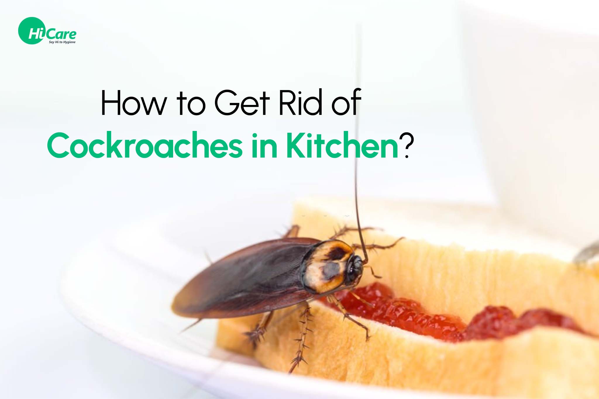 5 Effective Ways to Get rid of Cockroaches in Kitchen HiCare