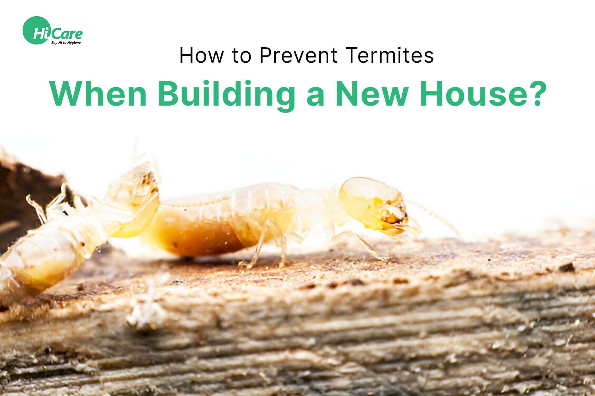 Top 5 Tips to Prevent Termites When Building a New House HiCare