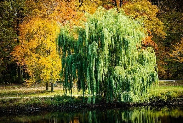 Weeping Willow Hickory Creek Nursery