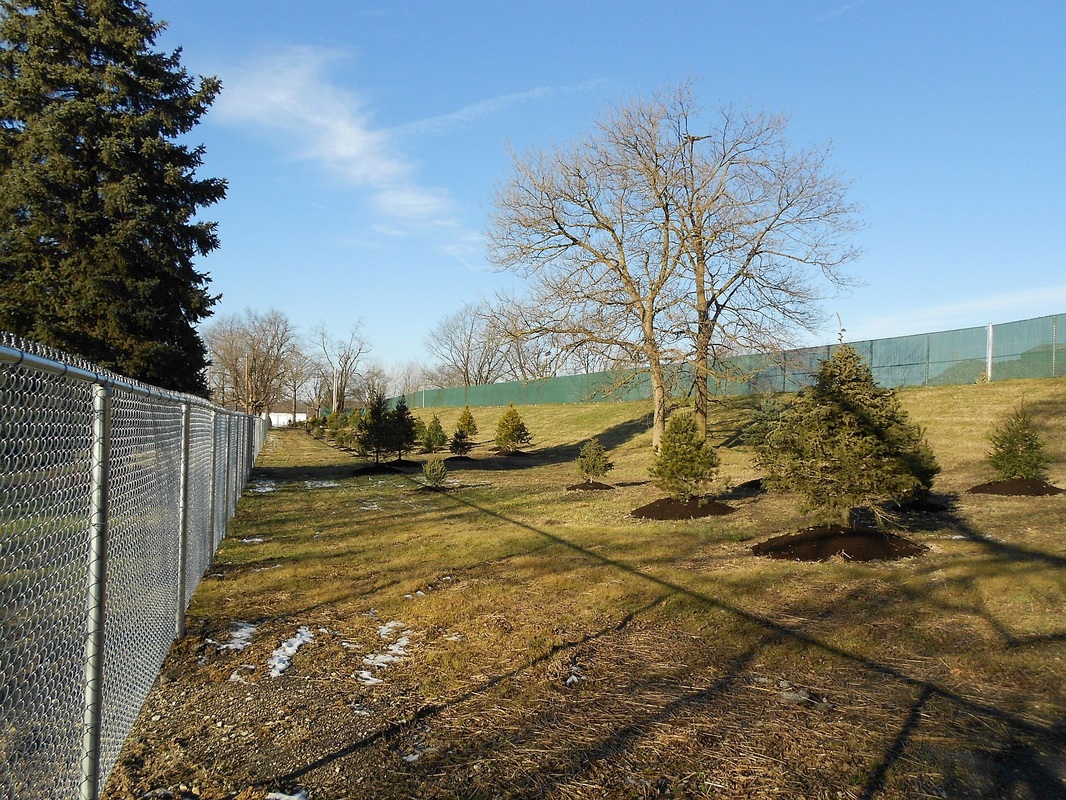 Best Trees For Central Ohio at Amber Gay blog