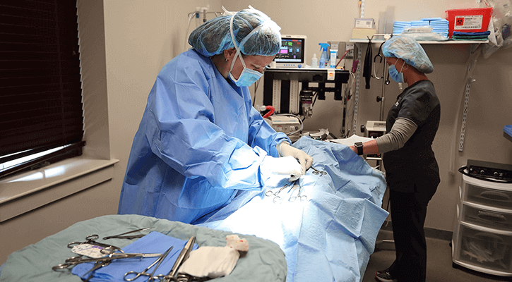 Pet Surgical Services Near Me Hickory Veterinary Hospital