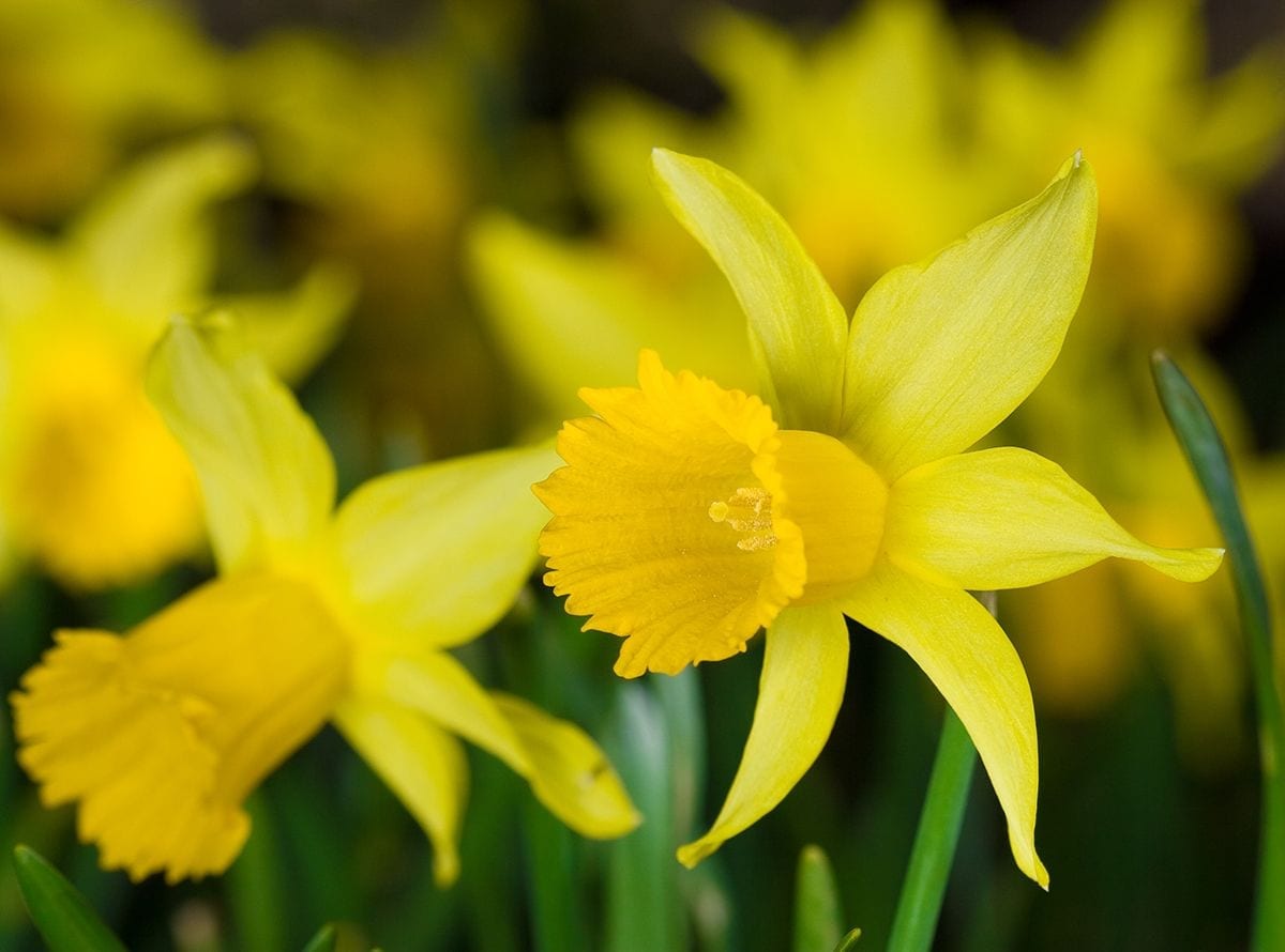 When to Plant Daffodil Bulbs Expert Advice for a Beautiful Garden