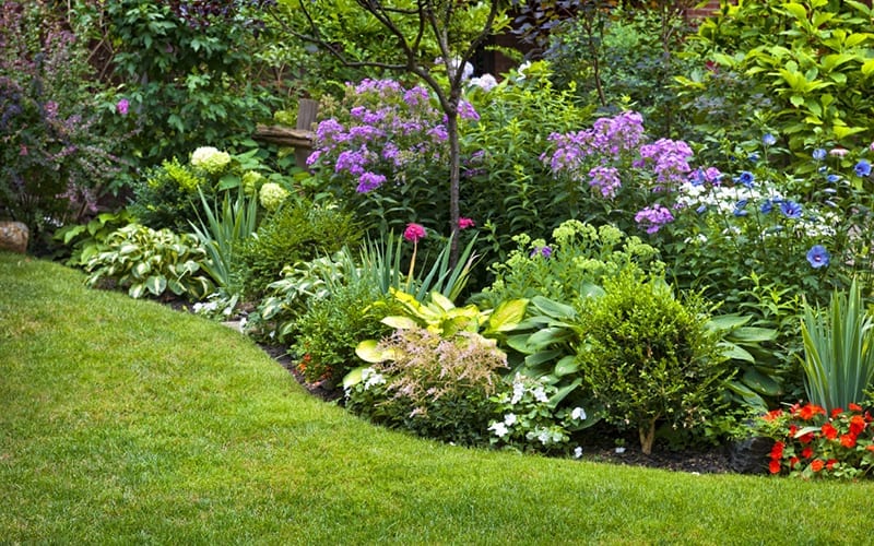 Mid Summer Garden Essentials Hicks Nurseries