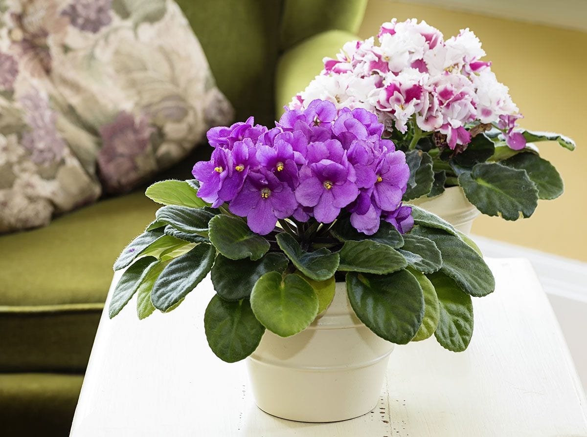 Our Special Offers Hicks Nurseries Long Island NY