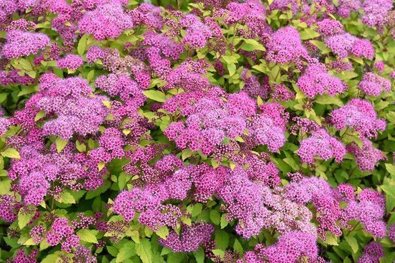 Attract Butterflies To Your Garden with These Unique Shrubs