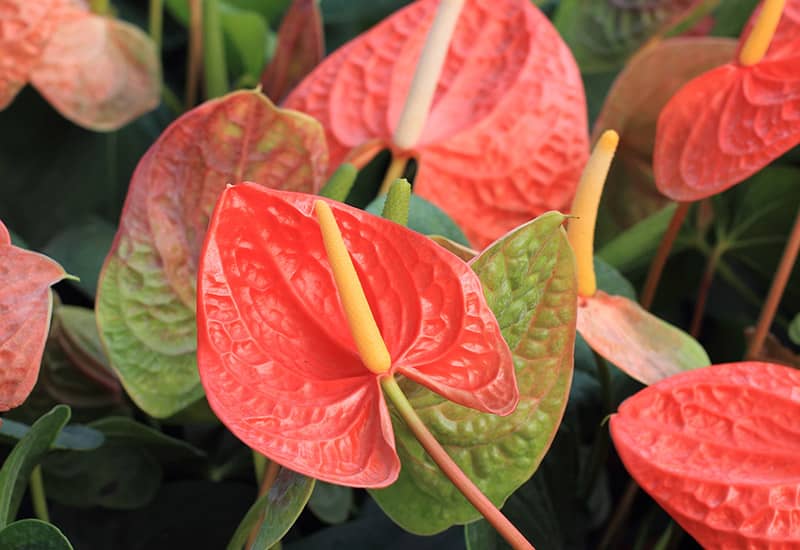 Plants For Prosperity Flowers That Symbolize Good Luck