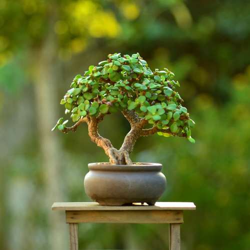 How to Care for Bonsai Hicks Nurseries Long Island's Largest Garden