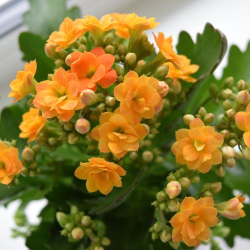 How to Care for Kalanchoe Hicks Nurseries Plant Care Library