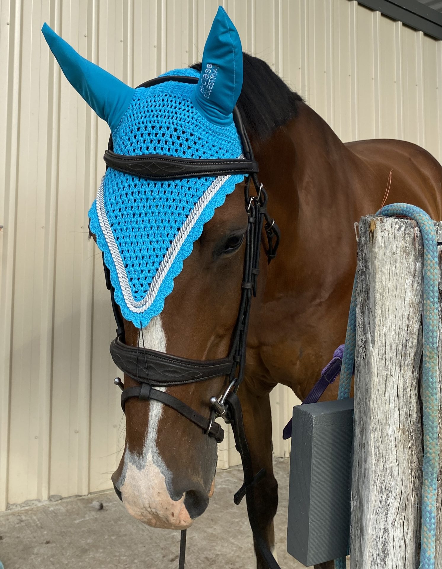 Best Horse Ear at Thomas Osborne blog