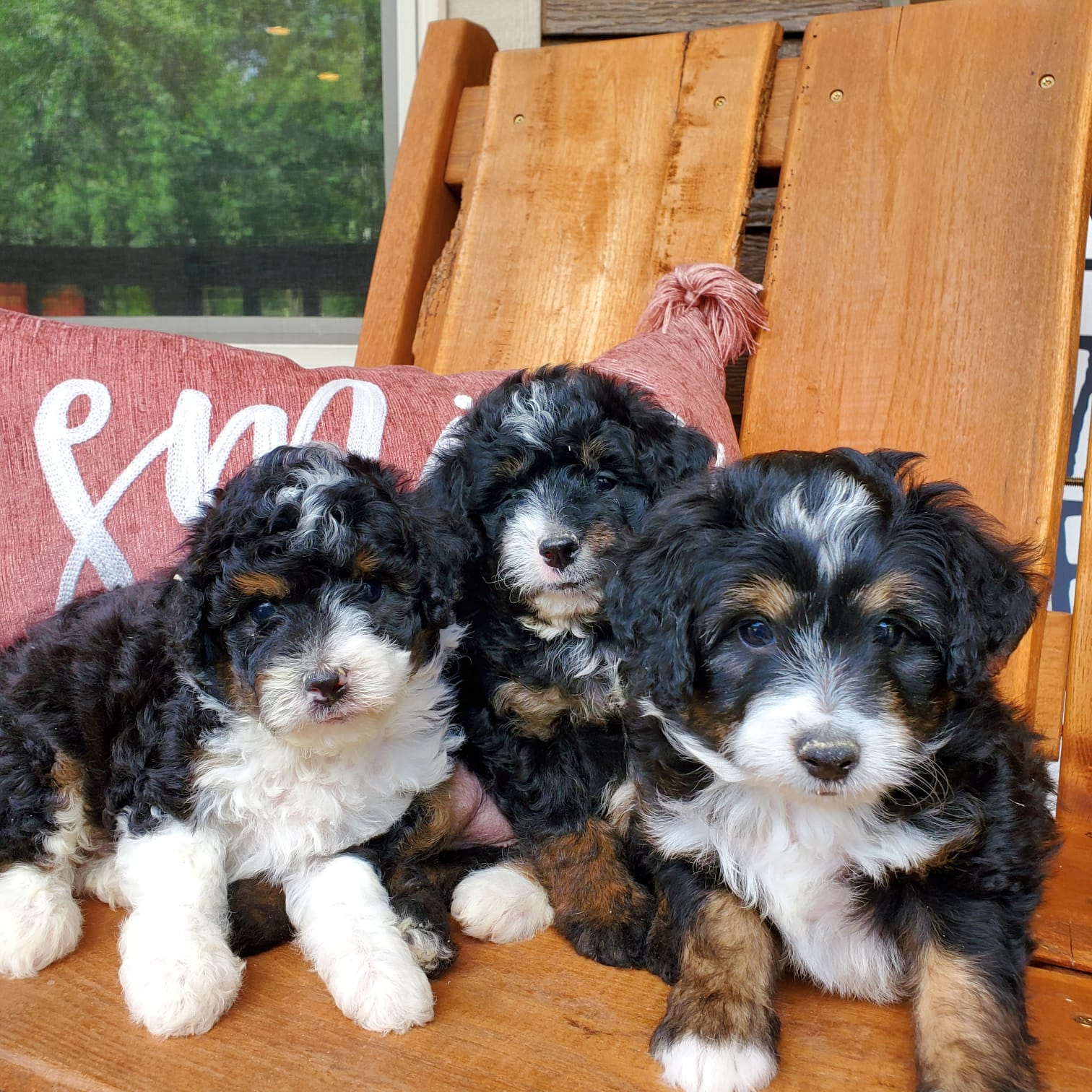 What Should I Feed My Bernedoodle Puppy