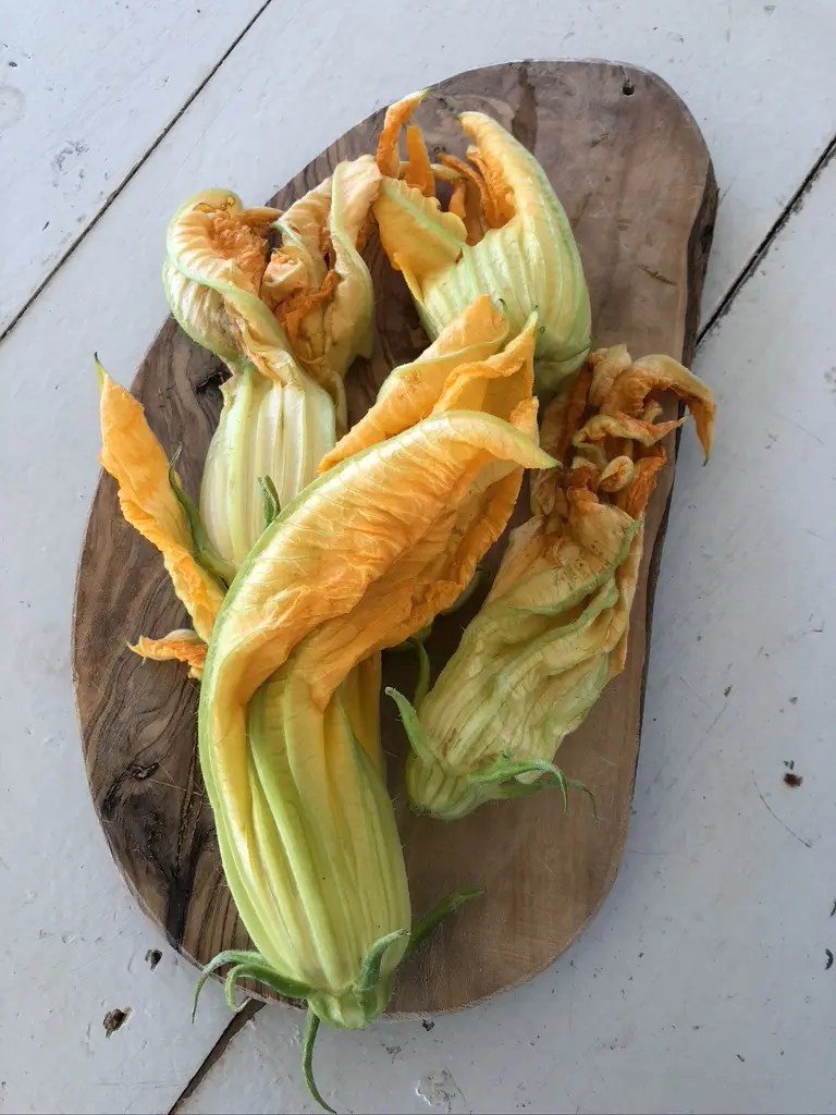 Stuffed Squash Blossoms Hidden Canyon Ranch & Farms