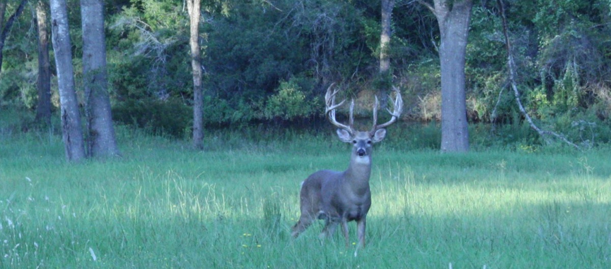 HighBrow1 Whitetail Hunting & Exotic Hunting in Texas Hidden Hills