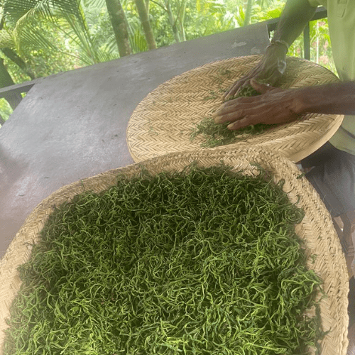 TEA MAKING PROCESS Hidden Hills Tea