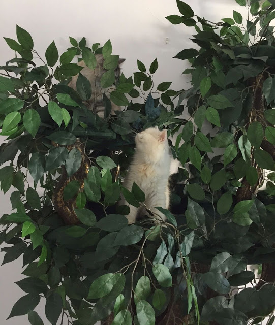 Decorative Cat Trees Hidden Hollow Cat Trees by A Fantasy Forest