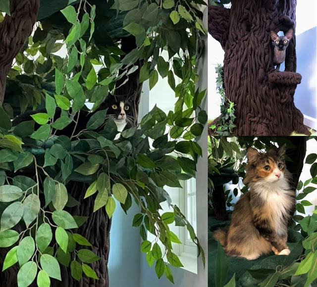 Large Cat Trees with Large Platforms Hidden Hollow Cat Trees by A