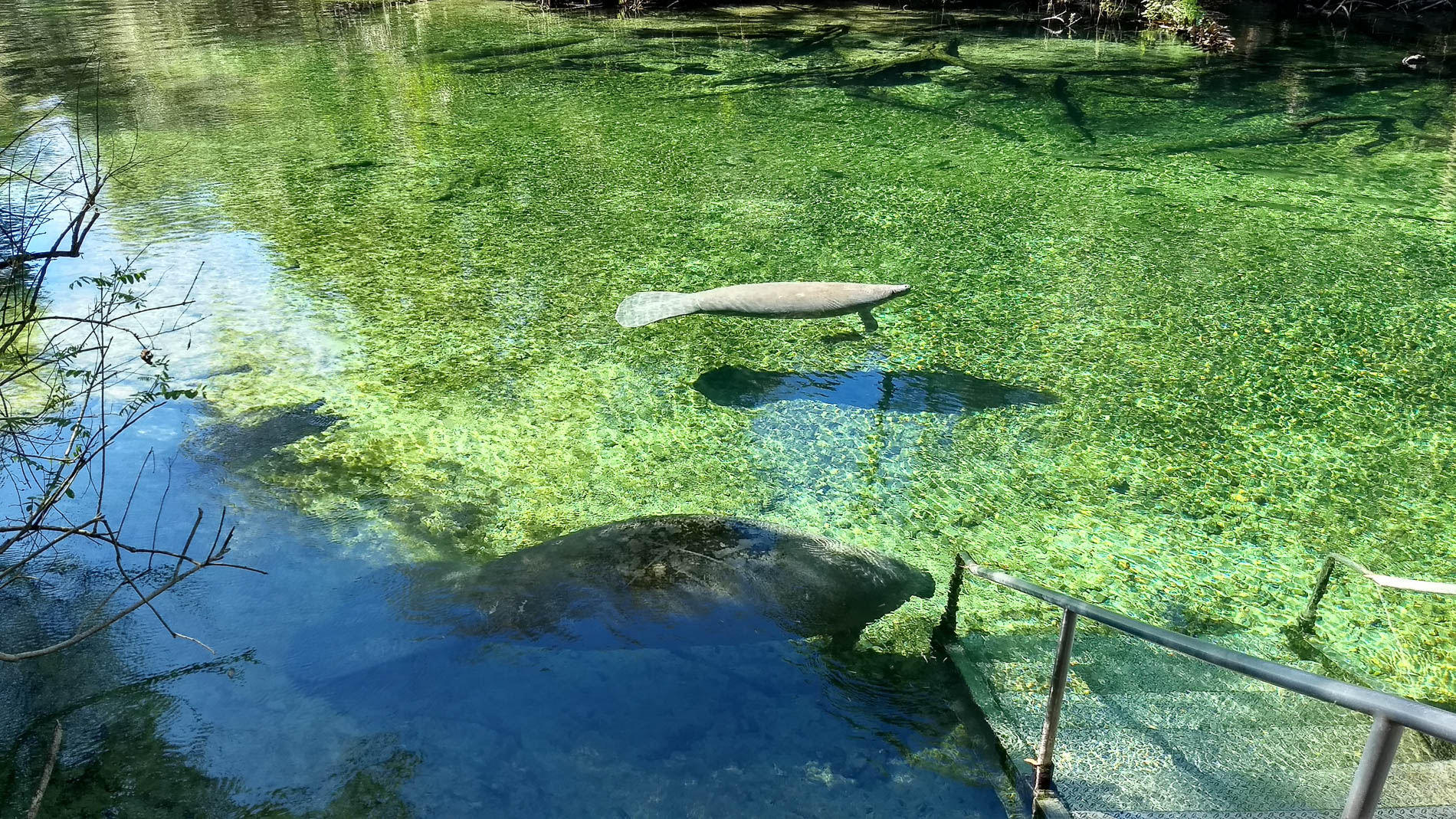 Manatees of Blue Springs State Park Hidden Mesa