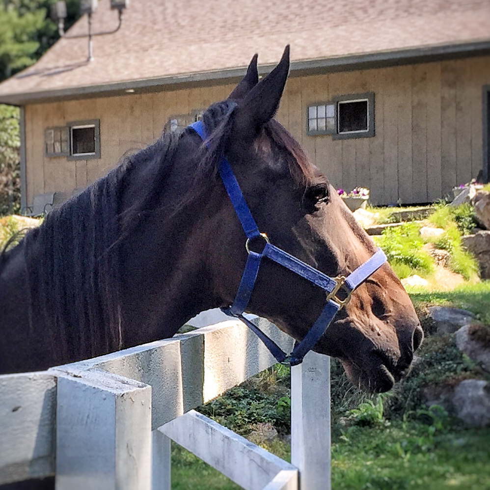 Edie HIDDEN POND FARM EQUINE RESCUE