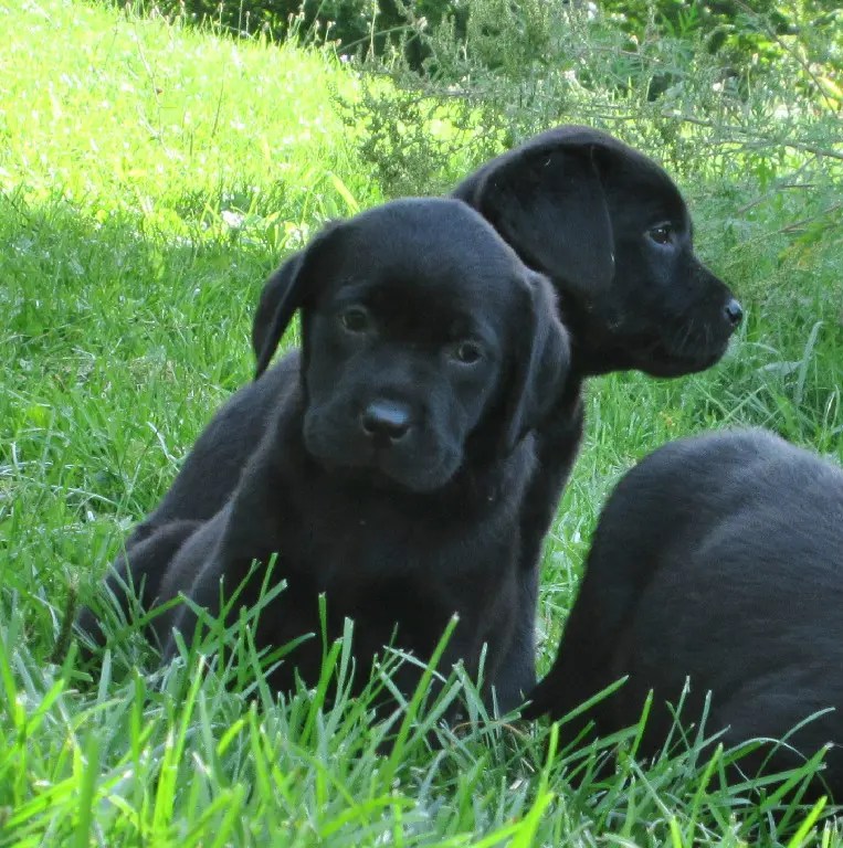 Black Labrador Retriever Puppies For Sale Hidden Pond Labradors