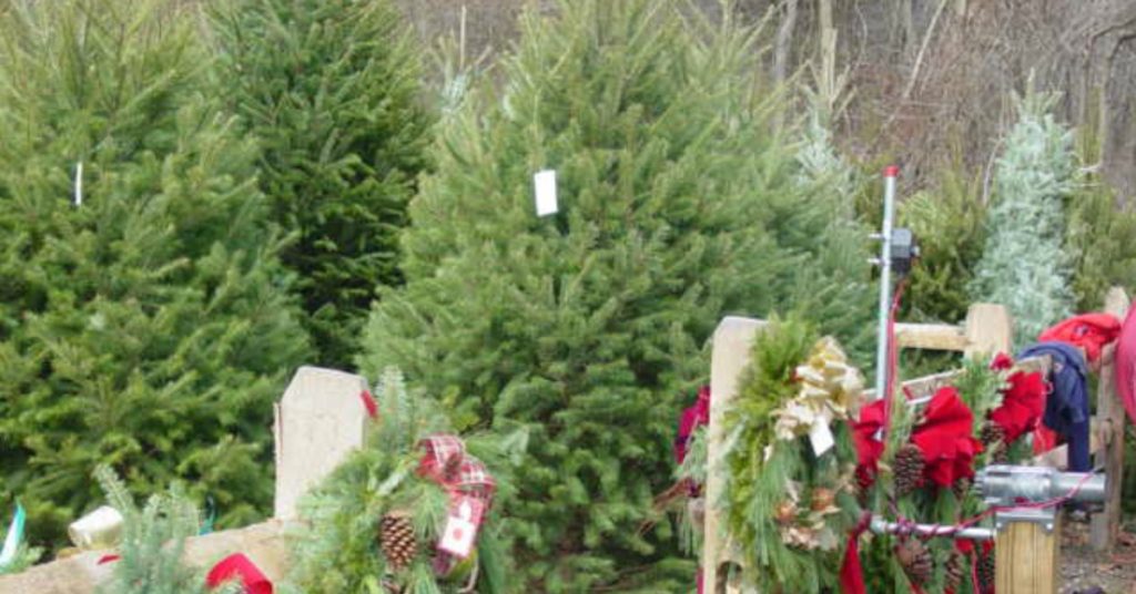Cut Your Own OR Choose A PreCut Christmas Tree! Hidden Pond Tree Farm
