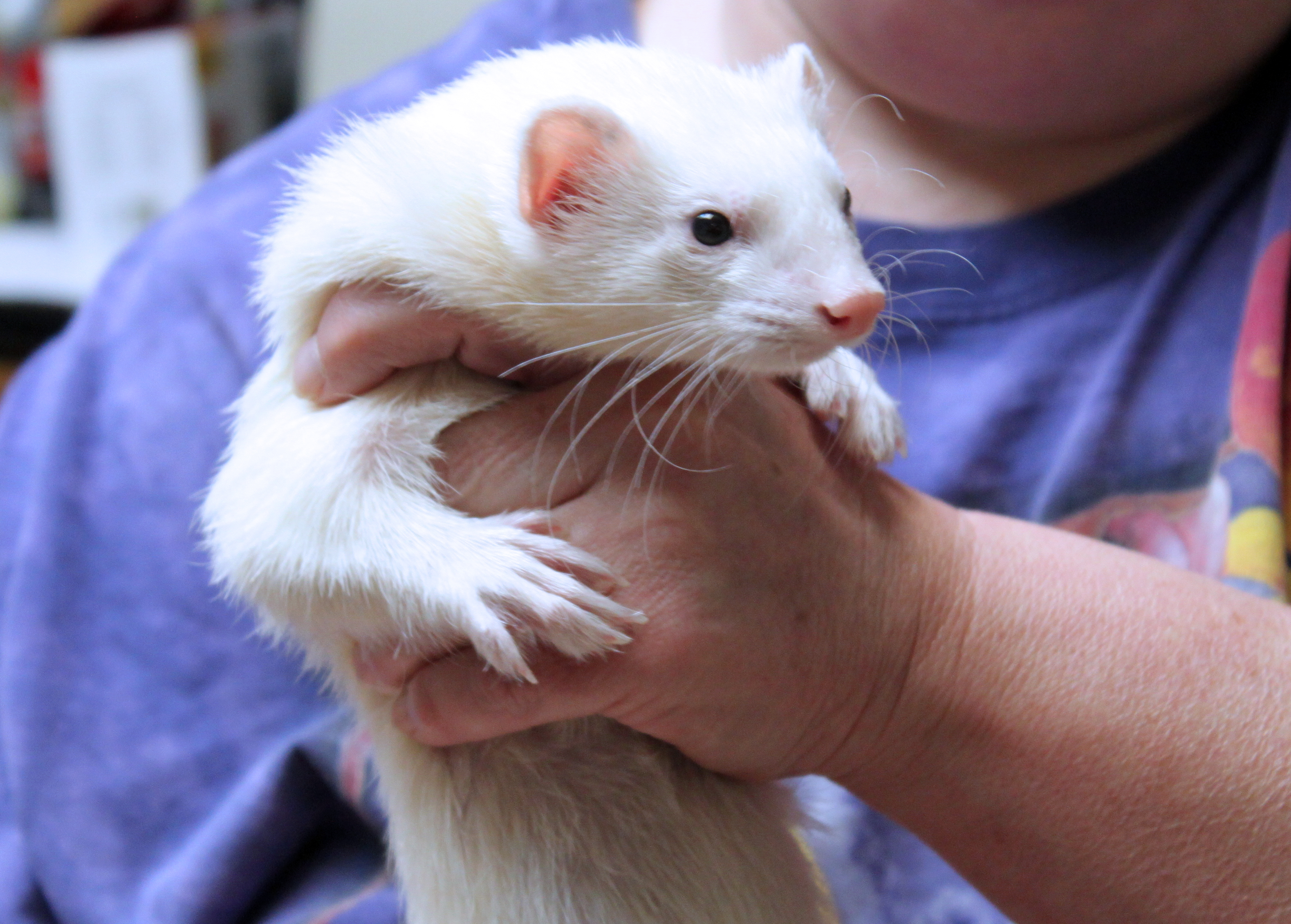 Adopted Ferrets HideEHole Ferret Rescue Inc.