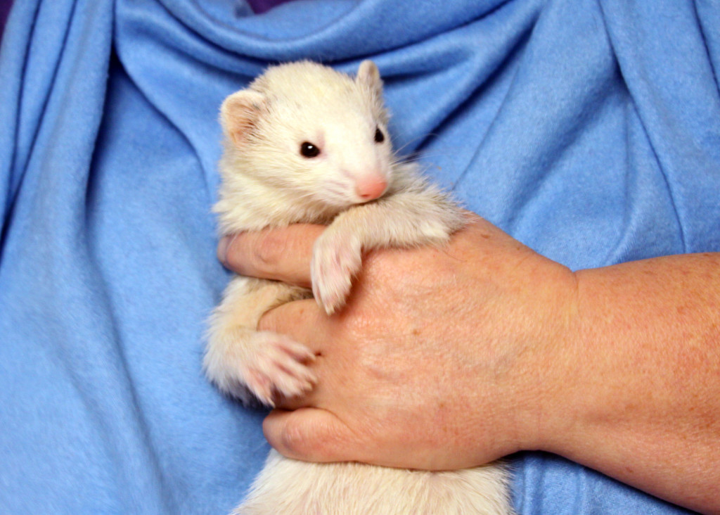 List of ferrets updated HideEHole Ferret Rescue Inc.