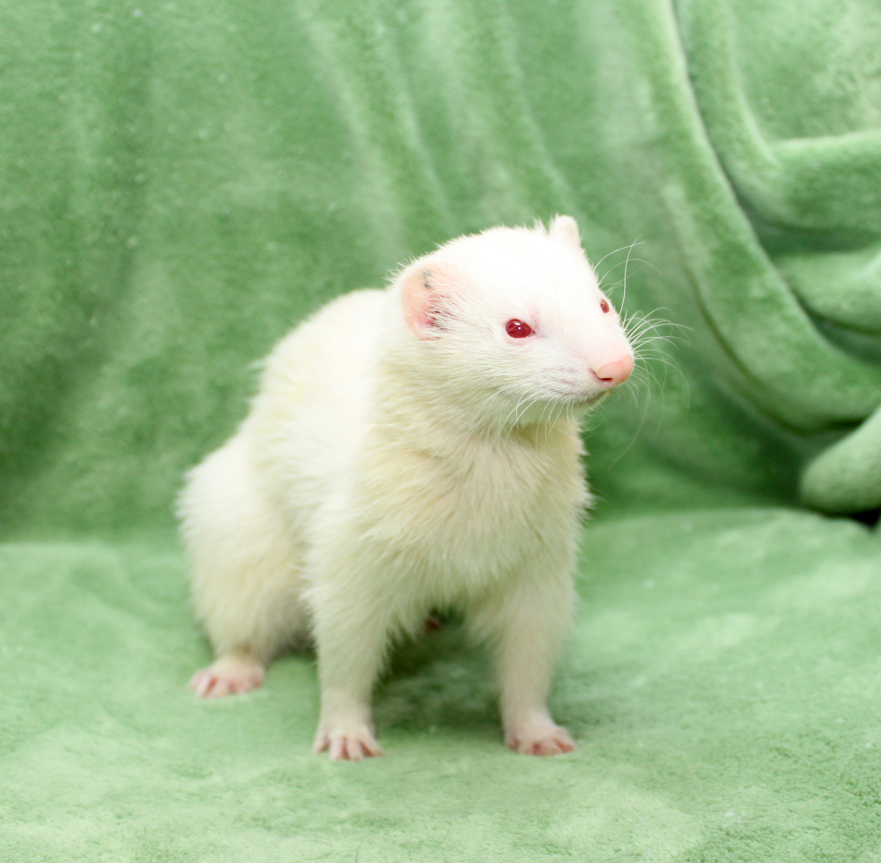 Adopted Ferrets HideEHole Ferret Rescue Inc.