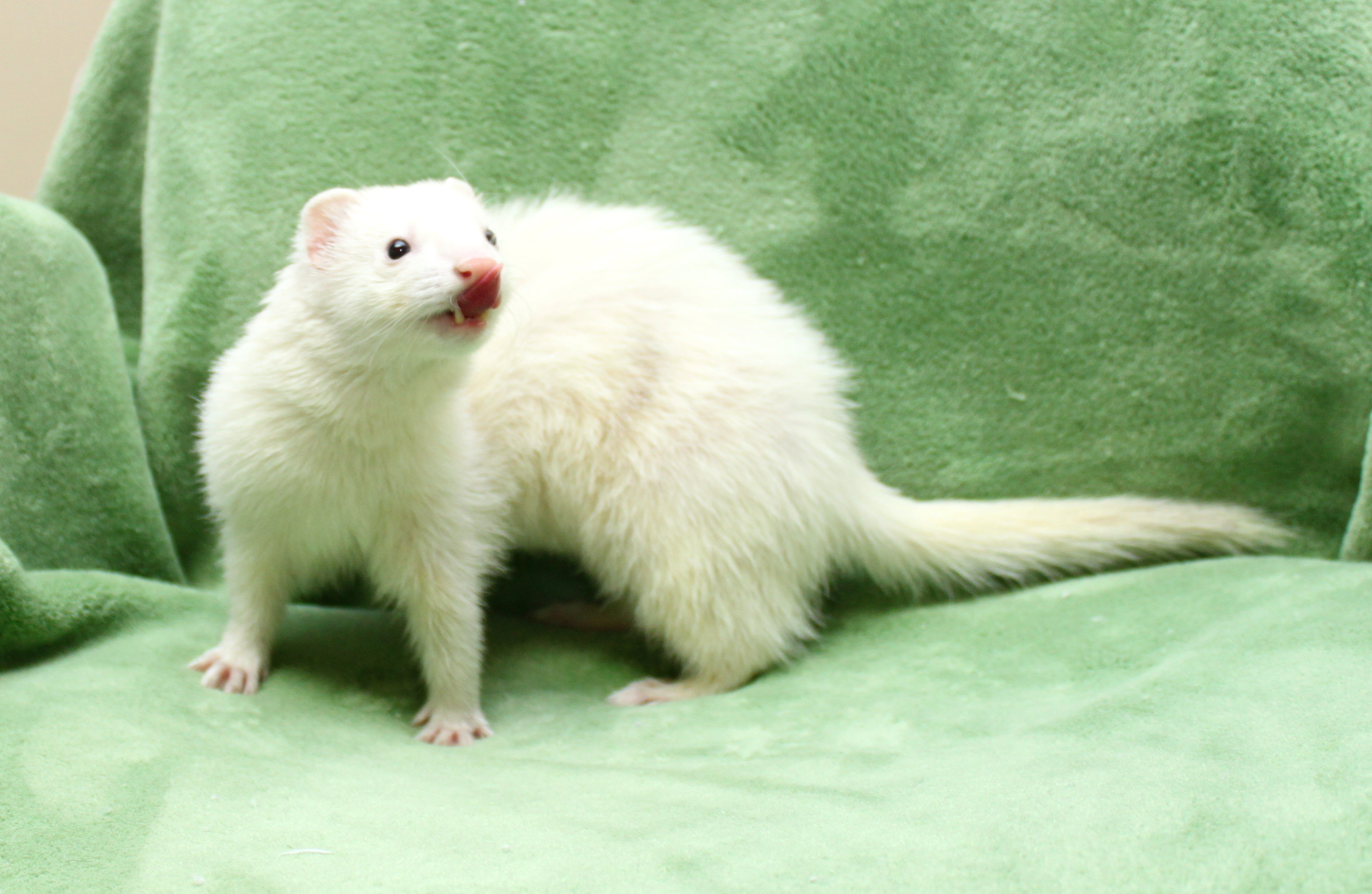 Ferrets Available for Adoption