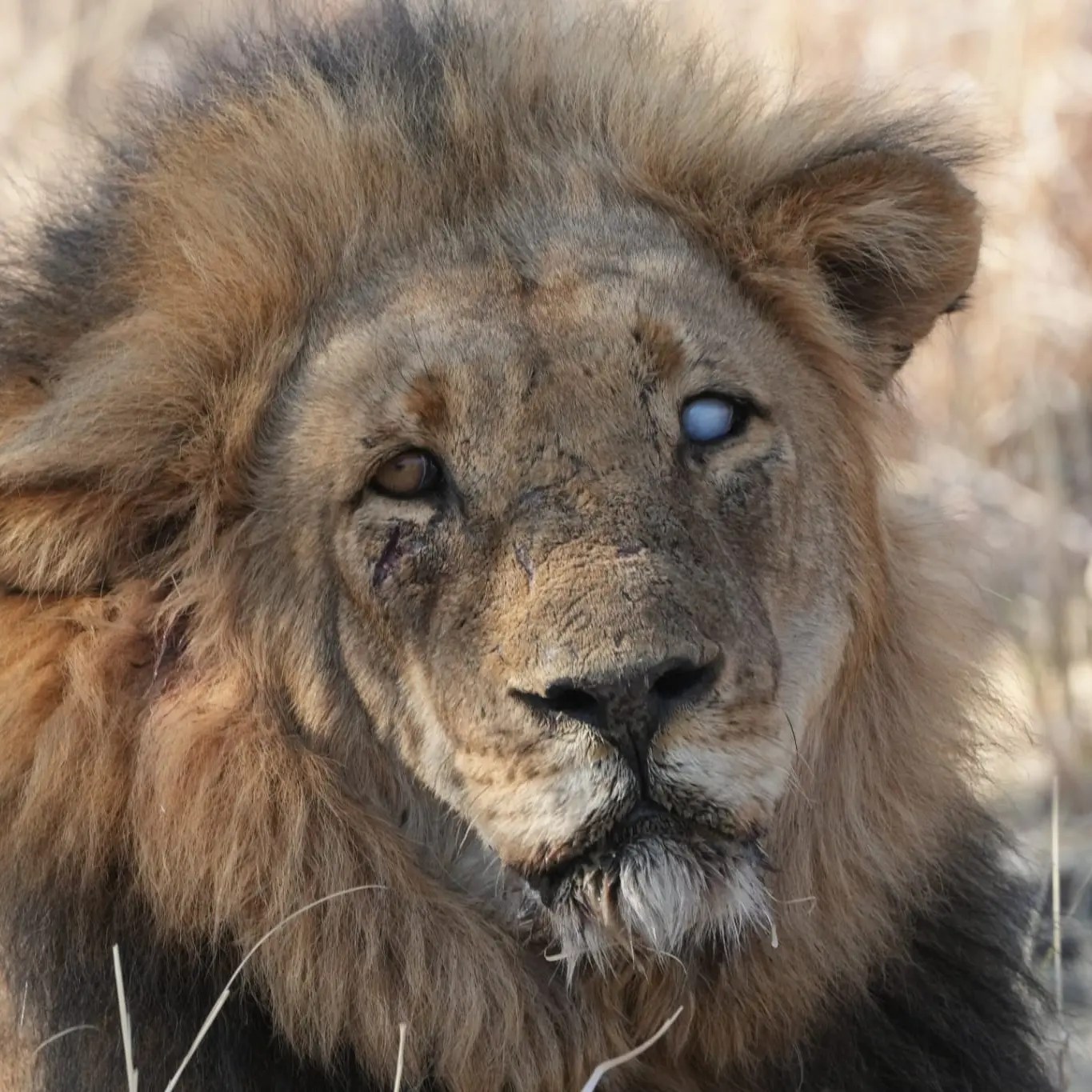 The Story of Scar the oneeyed lion of Northern Hwange