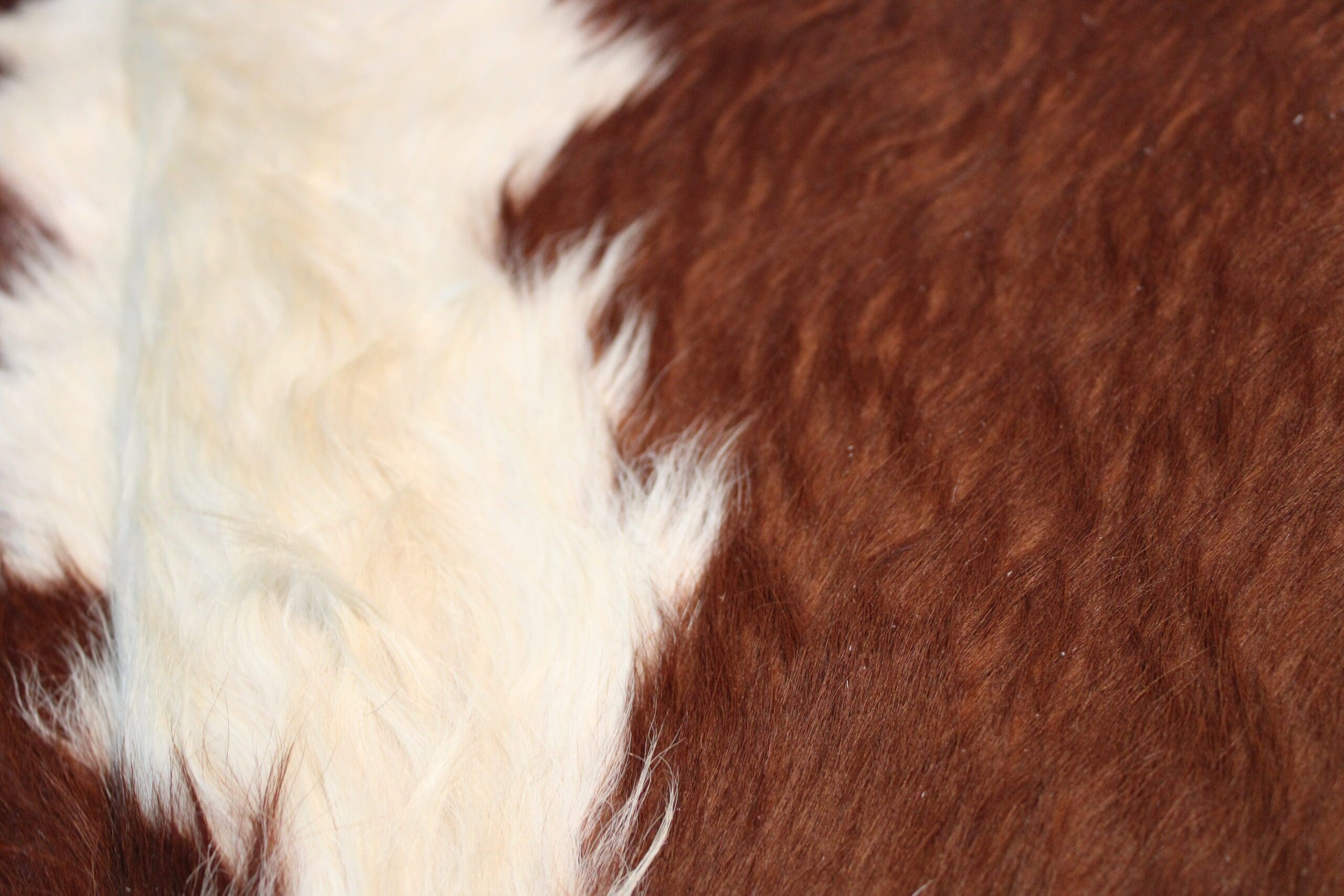 Cowhide Rug Exotic C00218 Hide Rugs