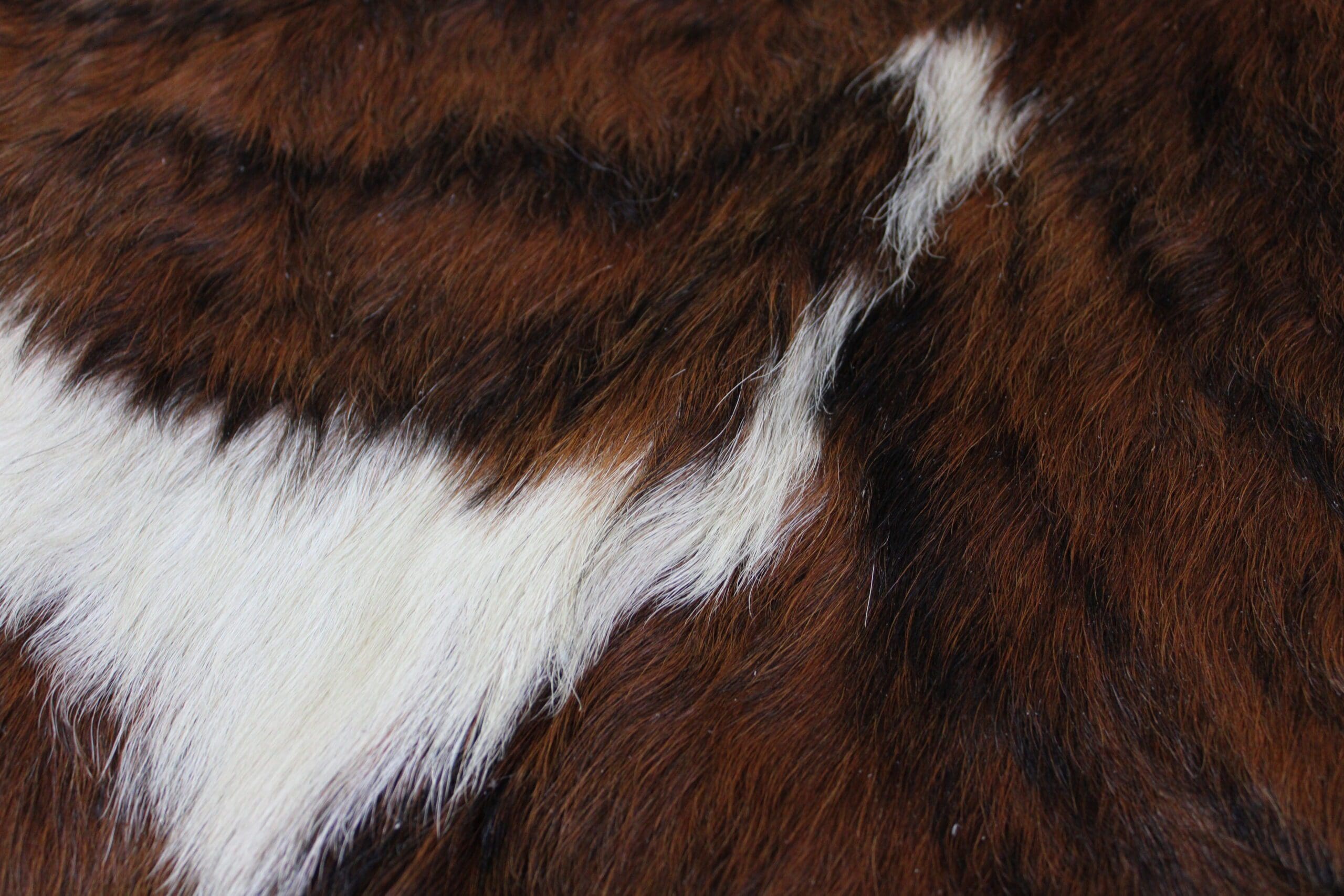 Cowhide Rug Exotic C00273 Hide Rugs