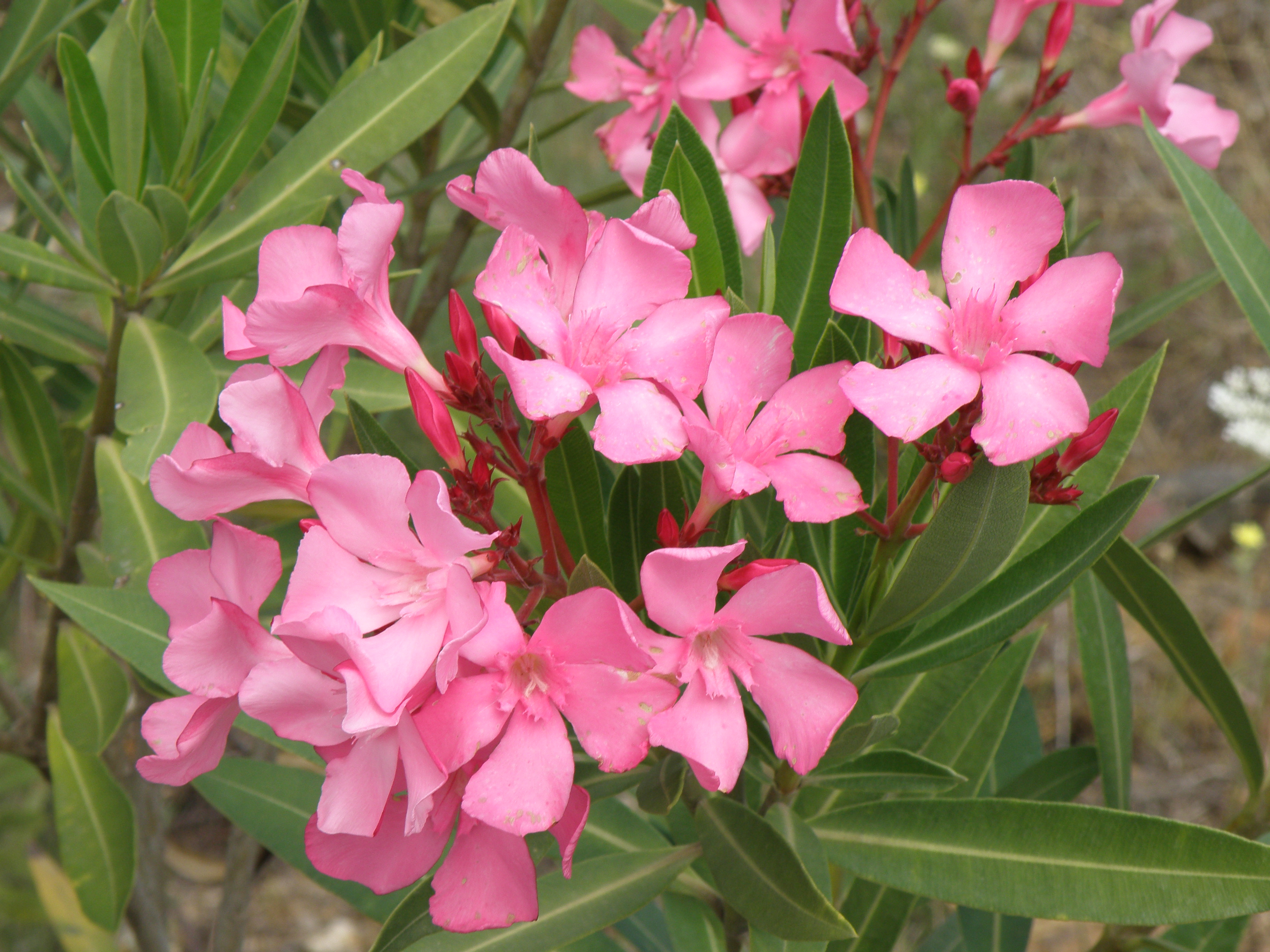 PLANTAS VENENOSAS MÁS CONOCIDAS EN EL MUNDO